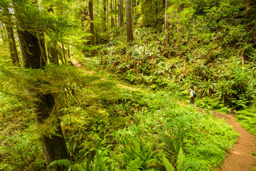 Cape Perpetua, Oregon - 5/28/2015:  One man hiking through an old growth Douglas Fir forest on he...