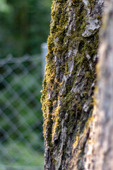moss on tree bark, close up and selective focus