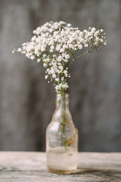 Elderberry flower