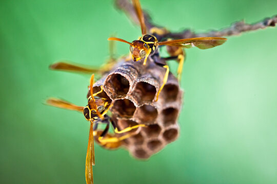 Image of a pair of wasps working on their nest