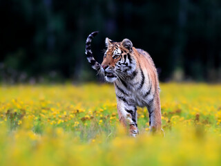The largest cat in the world, Siberian tiger, Panthera Tigris altaica, running across a meadow full of yellow flowers directly to the camera. Impressionistic scene of the top predator in a nature.