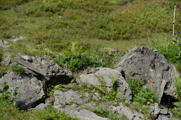 Fototapeta na wymiar Junge Murmeltiere vor einer Höhle