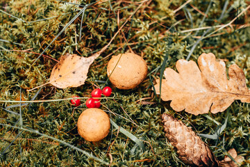 Autumn harvest in the forests