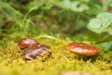 Autumn harvest in the forests