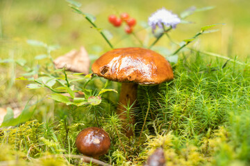 Autumn harvest in the forests