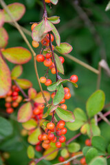branch with green leaves and orange berries of the barberry plant