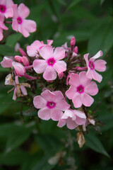 pink flowers of the Phlox paniculata plant