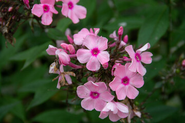 pink flowers of the Phlox paniculata plant