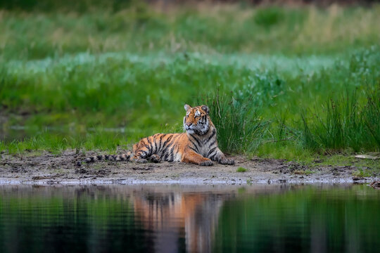 Siberian tiger, Panthera Tigris Altaica, near a lake amid a green grass. Top predator in a natural environment.