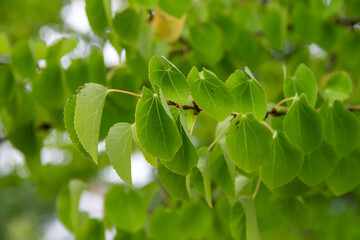 natural background of green Linden leaves
