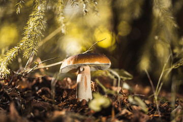 Autumn harvest in the forests © Aleh