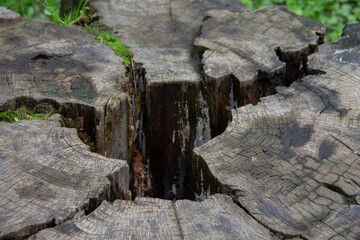 cleft in an old stump close-up