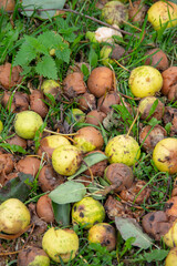 the crop fell on the ground pear