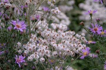 the natural background of the field white and purple colors