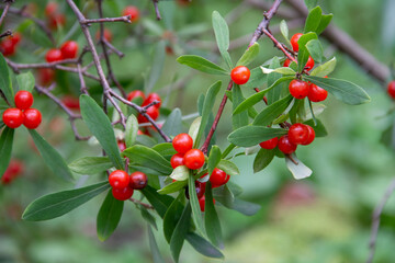 poisonous berries of the wild plant honeysuckle