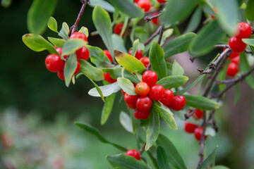poisonous berries of the wild plant honeysuckle