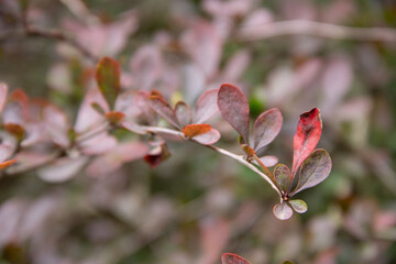 autumn maroon and green leaves of the barberry plant