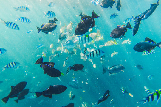School of Fish
