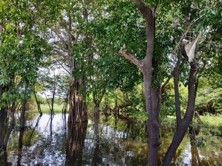 Amazon, Brazil