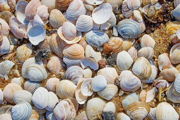 shells on the beach sand