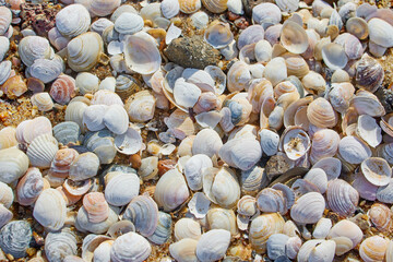 shells on the beach sand