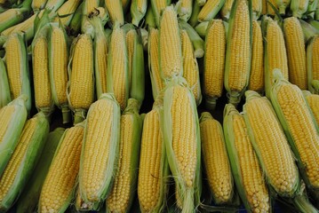 Corn in the grocery counter.