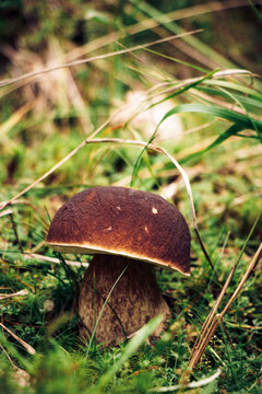 Detail on Boletus aereus which is located in the grassy area of the Jizera Mountains in the Czech lands. Bronze hurts a rare type of edible mushroom. Autumn mushroom picking