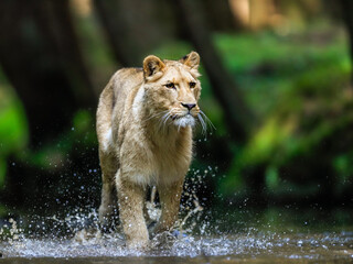 Close-up portrait of a lioness chasing a prey in a creek. Top predator in a natural environment....
