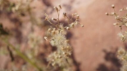 a Vernonia polysphaera next to the Rietburg in the region Rheinland-Pfalz in Germany in September