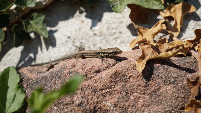 a lurch on a stone next to the Rietburg in the region Rheinland-Pfalz in Germany in September