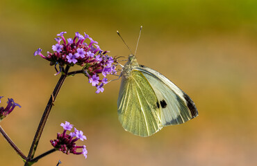 Large White Butterfly. The Large White butterfly (Pieris brassicae) is the largest of our white butterflies in the United Kingdom.