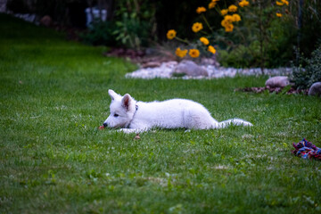 Naklejka na ściany i meble Puppy of A Switzerland White Dog playing In Grass