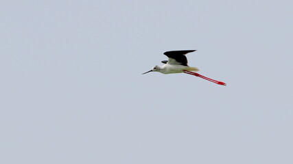 A close-up photo of Black-winged Stilt, black and white bird with very long red legs, flying against the sky. Himantopus himantopus.