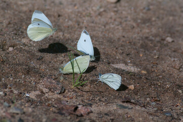 playing butterflies in the sand