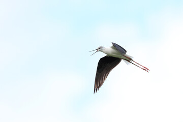 A close-up photo of Black-winged Stilt, black and white bird with very long red legs, flying against the sky. Himantopus himantopus.