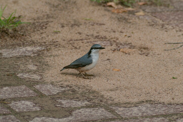 nuthatch in the park