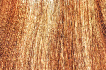 Naklejka premium red Hair Texture, close view