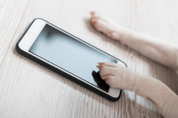 Close-up of dog paws touching smartphone screen on wooden background