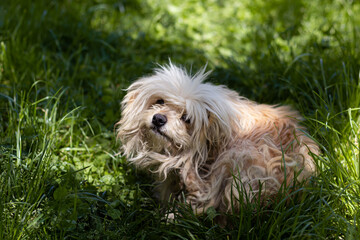 The dog is lying on the grass.