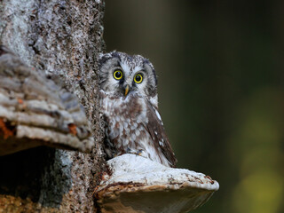 Close -up portrait of tiny brown owl with shining yellow eyes and a yellow beak in a beautiful...
