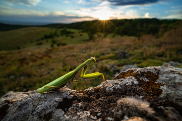 Praying mantis in the natural environment, Mantis religiosa