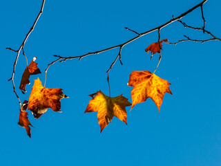 Autumn Maple Leaves in backlight with blue sky