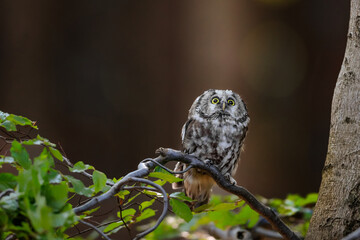 Close -up portrait of tiny brown owl with shining yellow eyes and a yellow beak in a beautiful natural environment. Boreal owl known also as Tengmalm‘s Owl or Richardson’s Owl, Aegolius funereus.