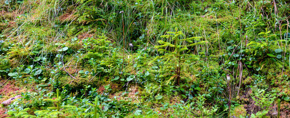 Fototapeta premium lush alpine vegetation on the forest ground in the Gailvalley of Eastern Tirol, Austria