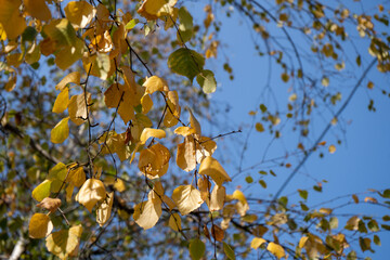 Birch tree in the Fall. Birch yellow and green leaves in the autumn.