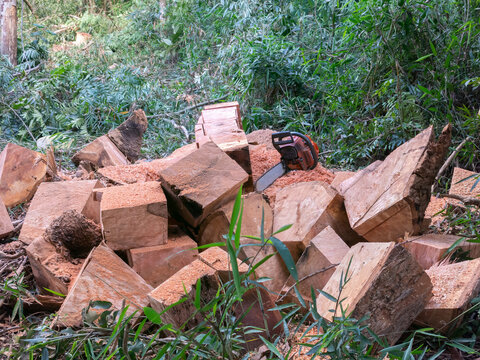 Wooden cube pile cut tree eucaliptus deforestation