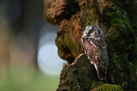 Close -up portrait of tiny brown owl with shining yellow eyes and a yellow beak in a beautiful natural environment. Boreal owl known also as Tengmalm&lsquo;s Owl or Richardson&rsquo;s Owl, Aegolius funereus.