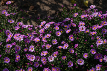 Fototapeta premium Purple new england asters. Wild deep purple flowers in the field