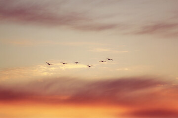 birds flying in the sunset sky