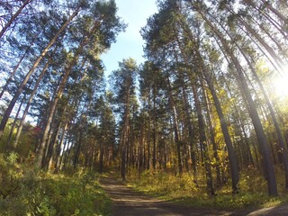 Obraz premium Autumn forest with yellow foliage and conifers on a sunny day